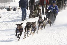 Lenk 2012 SM